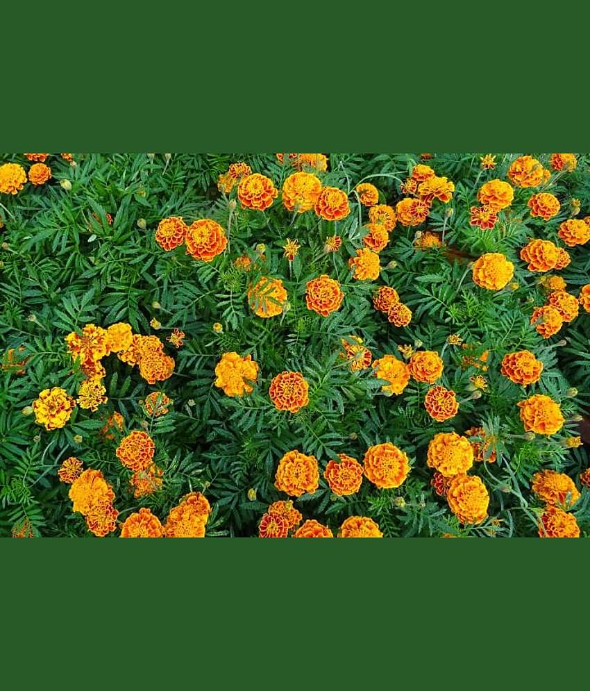 homeagro - Marigold Flower ( 50 Seeds )