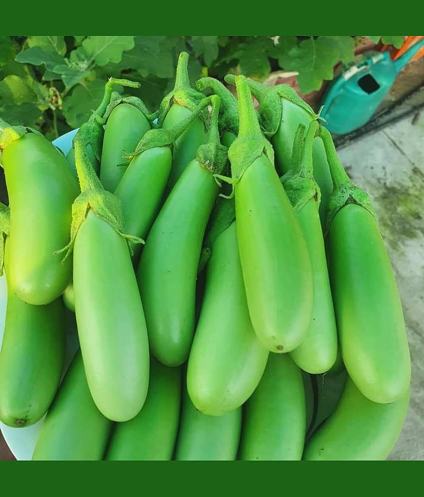 Green Long Brinjal (Baigan ke beej) Vegetable Seeds Pack Of 50 | Organic | for Planting in Home Kitchen Terrace Balcony Gardening