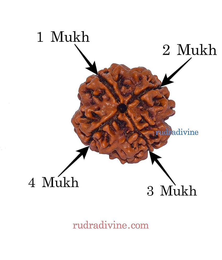 Rudradivine Natural 4 Mukhi Nepali Rudraksha 4 Face Nepali Rudraksha Bead Four Mukhi Rudraksha With Lab Certified