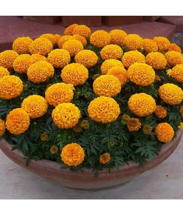 Rare African Marigold Seeds DISCOVERY ORANGE Marigold 30 Seeds