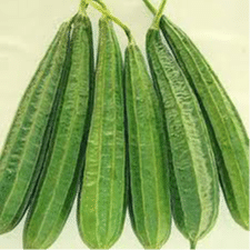 Ridge gourd