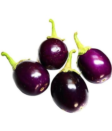 GREEN INDIA FREES PURPLE BRINJAL ROUND HYBRID 100% ORIGINAL SEEDS