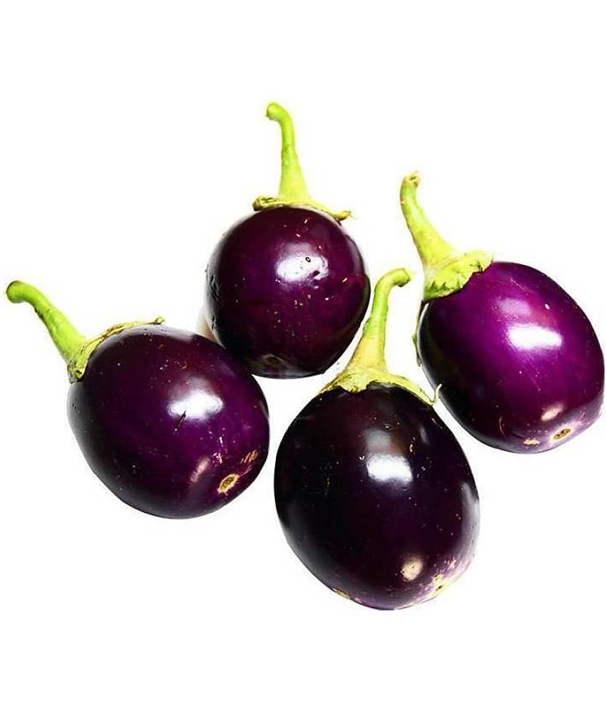 GREEN INDIA FREES PURPLE BRINJAL ROUND HYBRID 100% ORIGINAL SEEDS