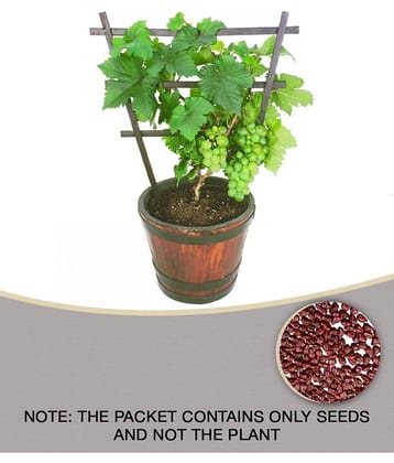 Golden Green Sweet Grape Professional Organic Seed Set (Pack of 20 ) + Guava seed free ( 10 seed )
