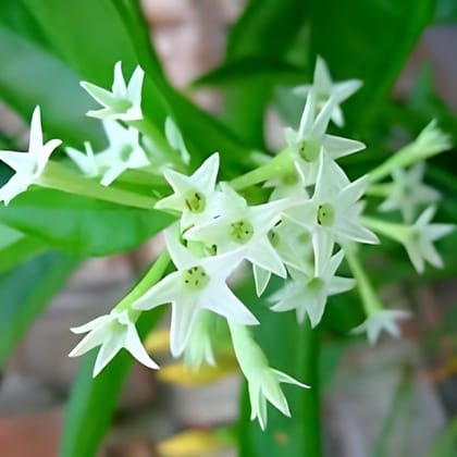 Hasnuhana Flowers Plants