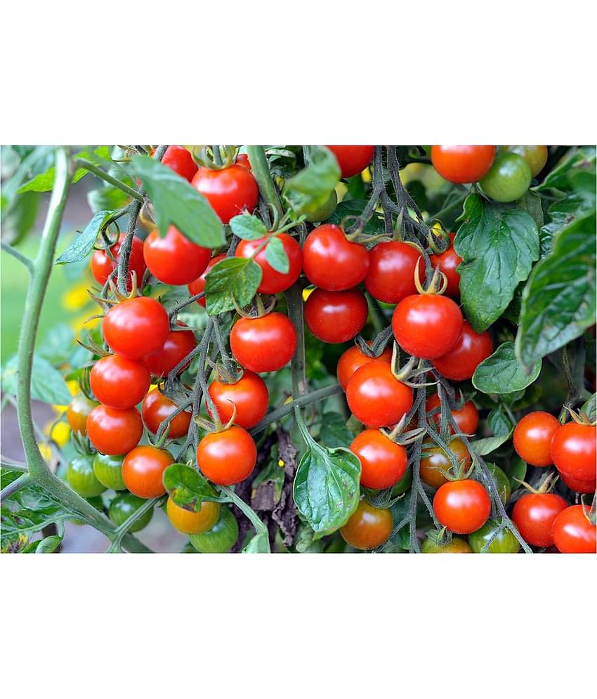 HYBRID RED ROUND TOMATO 100 SEEDS PACK WITH INSTRUCTION MANAUL