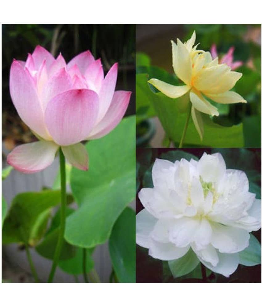 AGREY 3 colors mixing bowl lotus seeds10 SEEDS