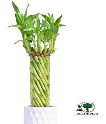 DECORPLIX Bamboo Plant ( 50 Seeds )
