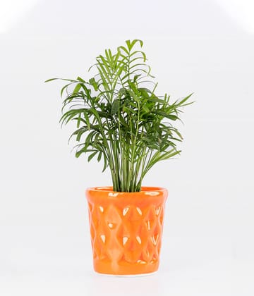 Chamaedorea Palm in Diamond Shaped Planter