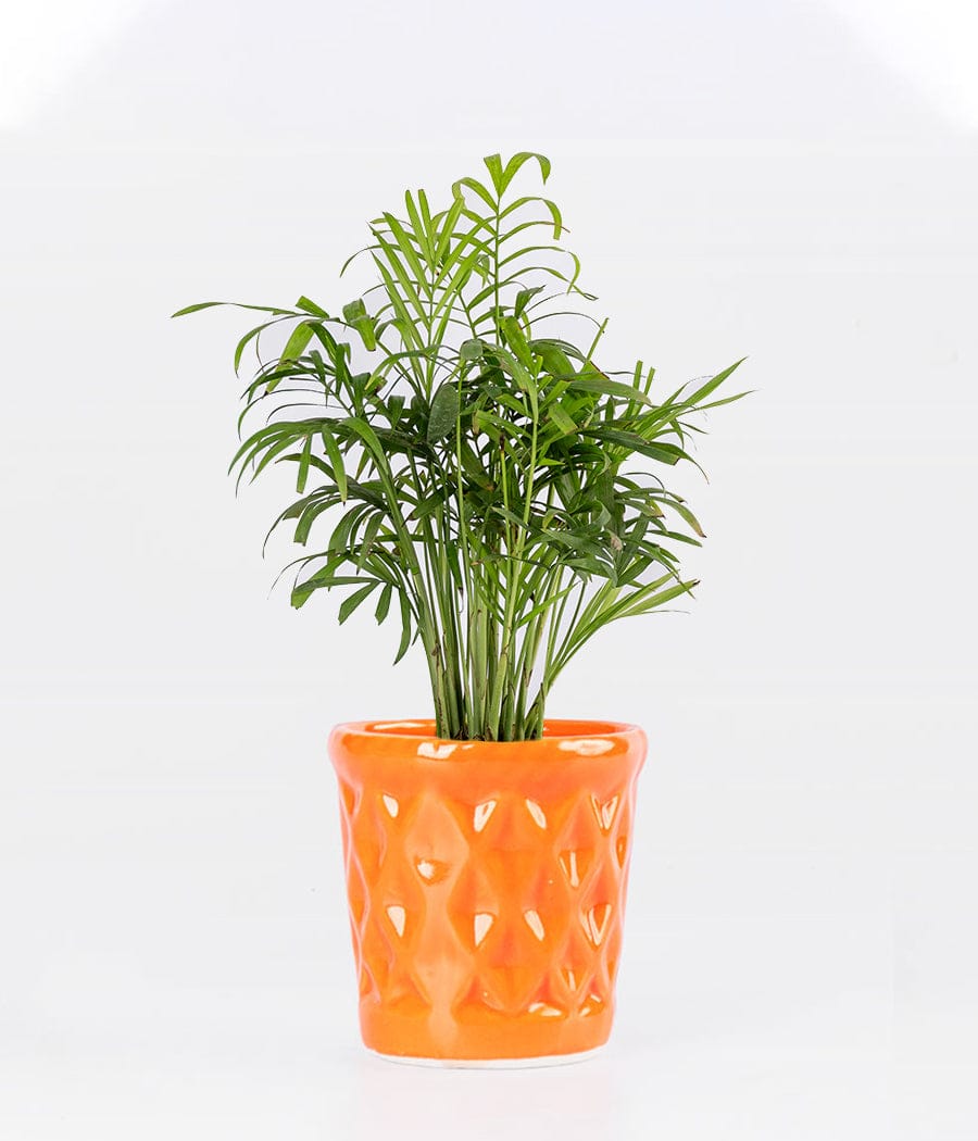 Chamaedorea Palm in Diamond Shaped Planter