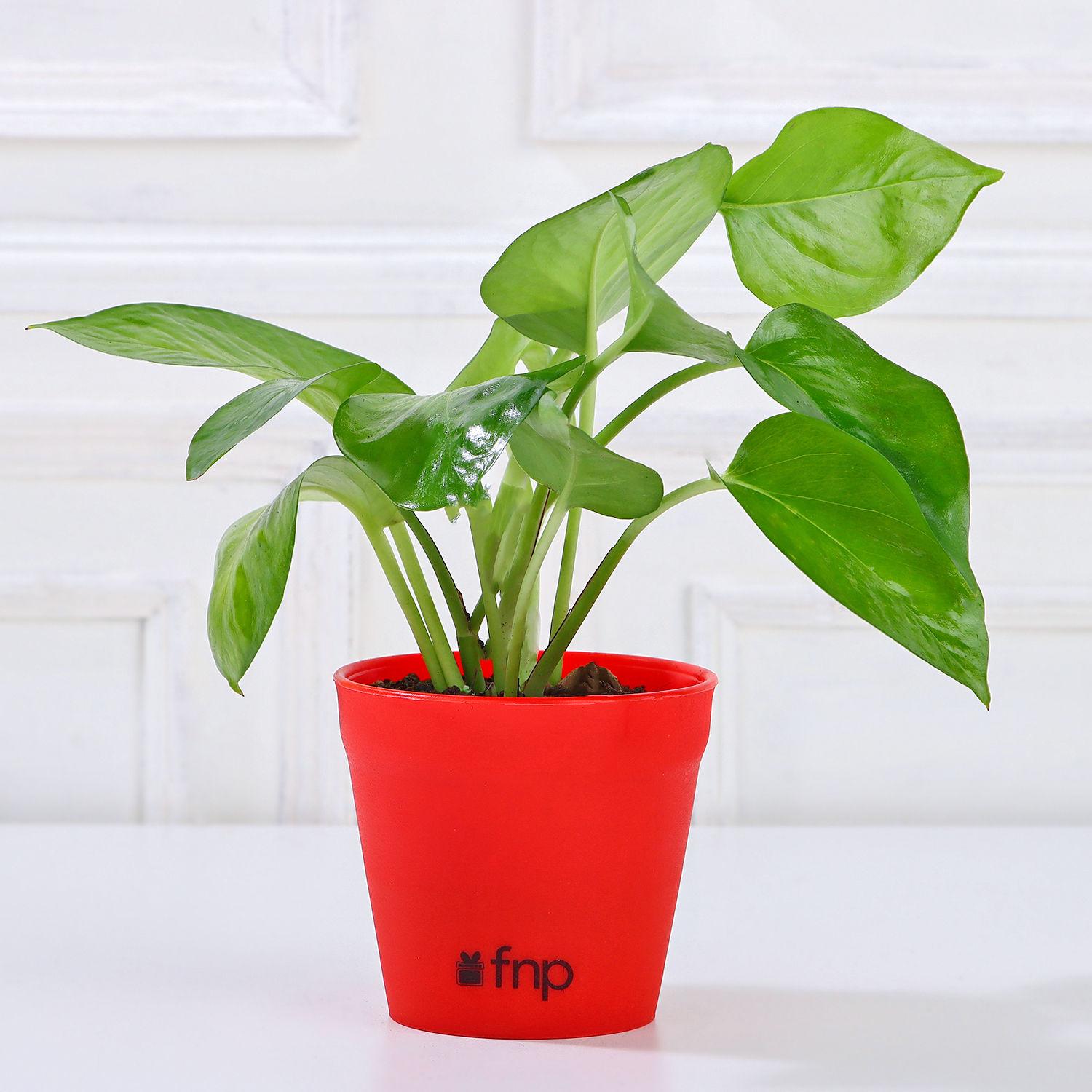 Golden Money Plant In Red Imported Plastic Pot