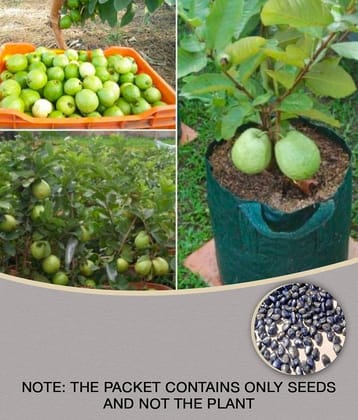 Golden Hills Farm Dwarf Sweet White Guava/Psidium guajava Fast Growing 100 seeds with cocopeat