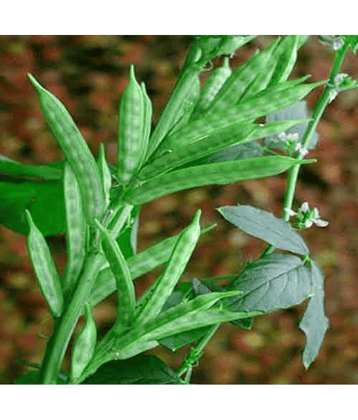 LiveNature Gwar Fali Vegetable ( 100 Seeds )