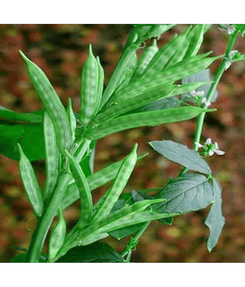 LiveNature Gwar Fali Vegetable ( 100 Seeds )