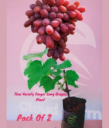 Cloud Farm Outdoor Fruit Plant ( Pack of 2 )