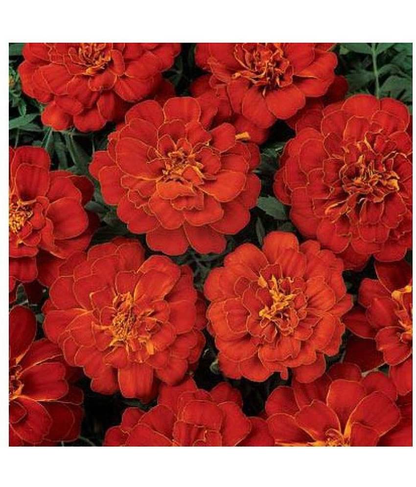 alkarty red marigold flowers seeds with growing soil