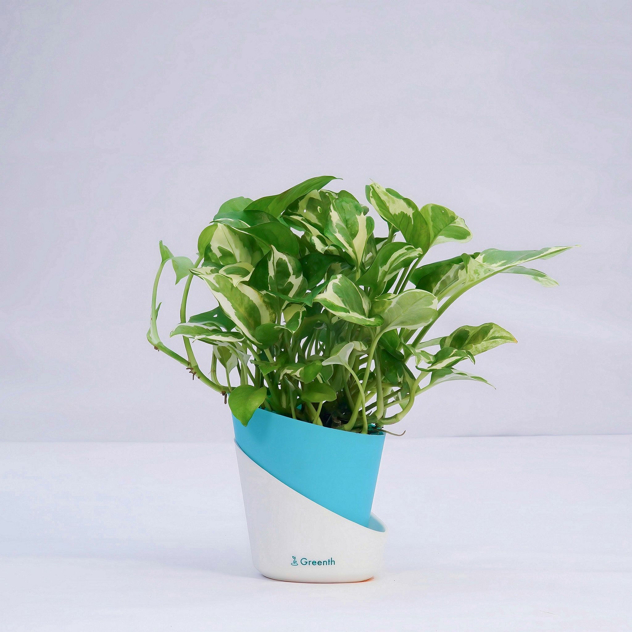 Money Plant N'Joy-Self Watering Pot / Teal