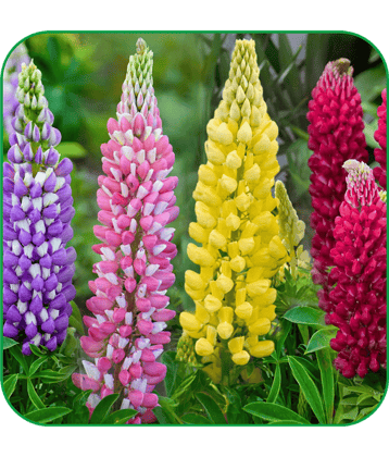 Aero Seeds lupin Pack of 50 Seeds