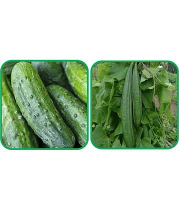 Aero Seeds Ridge Gourd (30 Seeds) And Cucumber ( 30 Seeds) Vegetable Seeds Pack