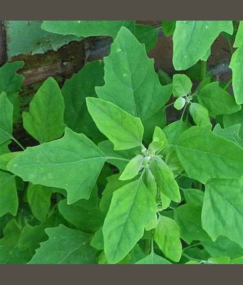 Bathua 500 Organic Vegetable Seeds