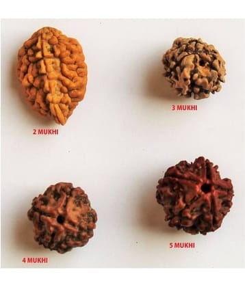 RUDRAKSHA BEADS (2 TO 5 MUKHI ) 100% ORIGINAL RUDRAKSH PACK OF 4