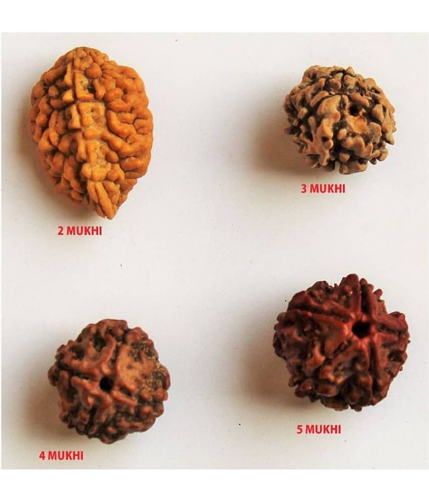 RUDRAKSHA BEADS (2 TO 5 MUKHI ) 100% ORIGINAL RUDRAKSH PACK OF 4