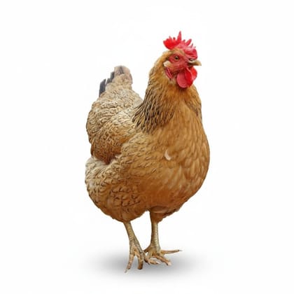 Whole Chicken - 2 kg - One whole chicken