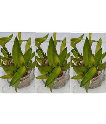 Green plant indoor - Green Wild Artificial Flowers With Pot ( Pack of 3 )
