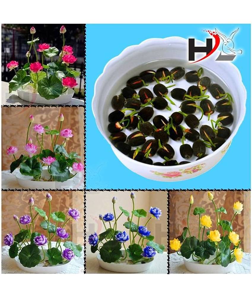 HL-Best Quality Lotus Flower Seeds Mix Colors Seeds / Kamal Gatta Seed - Kamal Gata Seed For Home Garden Free Supporting & Instruction Manual