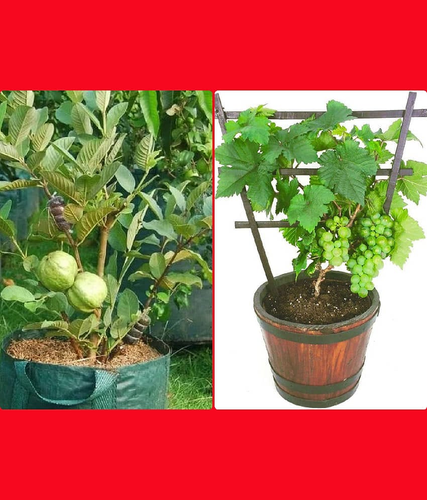 homeagro - Combo of Thailand Guava Fruit ( 100 seed ) and Grapes Fruit ( 20 Seeds )