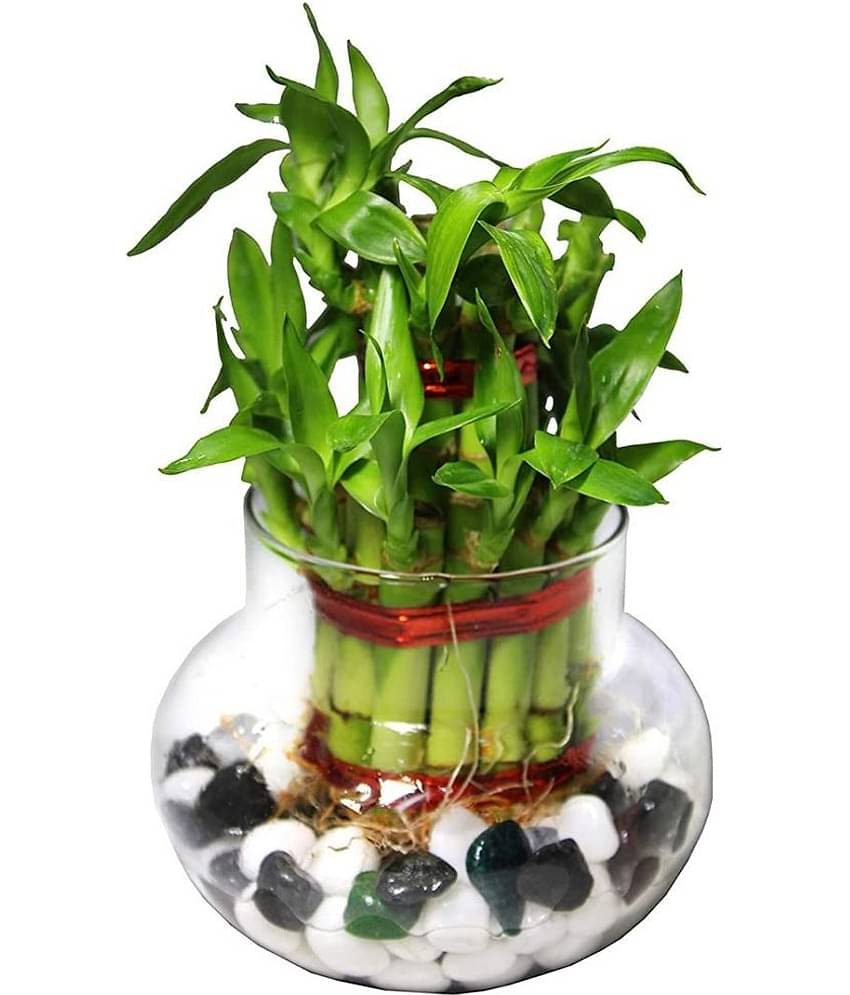 Green plant indoor - Green Wild Artificial Flowers With Pot ( Pack of 1 )