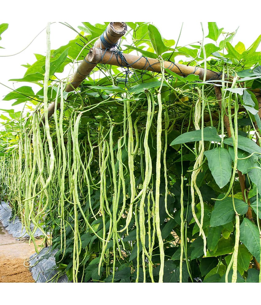 LiveNature Cowpea Lobia Vegetable ( 50 Seeds )