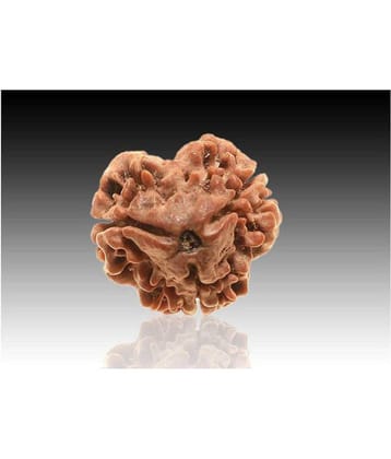 3 mukhi nepali rudraksha \ 3 faced Rudraksha 100% original Lab certified 3 face mukhi Nepali beads / Almighty Genuine Rudraksha by RUDRA DIVINE / guaranty of Originality