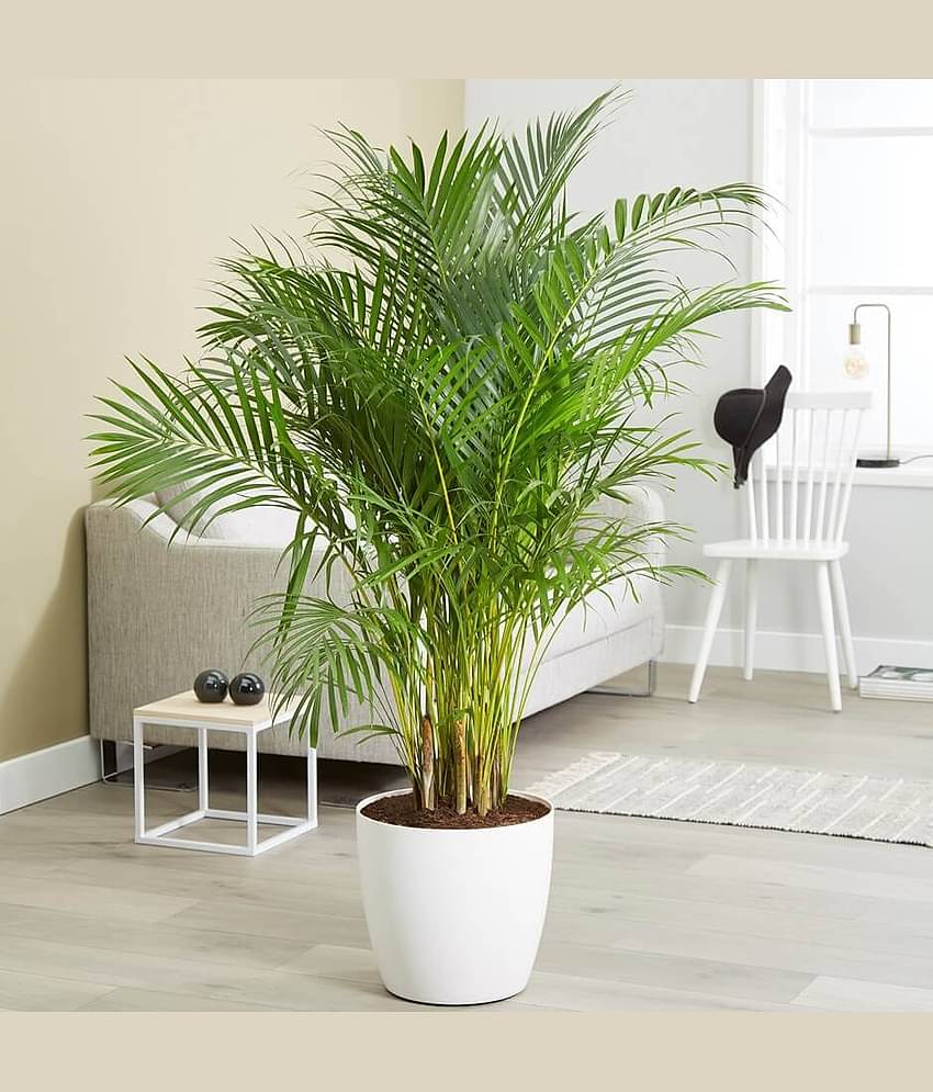ARECA PALM ORNAMENTAL TREE - 5 SEEDS PACK WITH FREE POTTING SOIL AND USER MANUAL FOR INDOOR AND OUTDOOR HOME AND TERRACE GARDENING USE LOW PRICE AT SNAPDEAL ONLINE SHOP