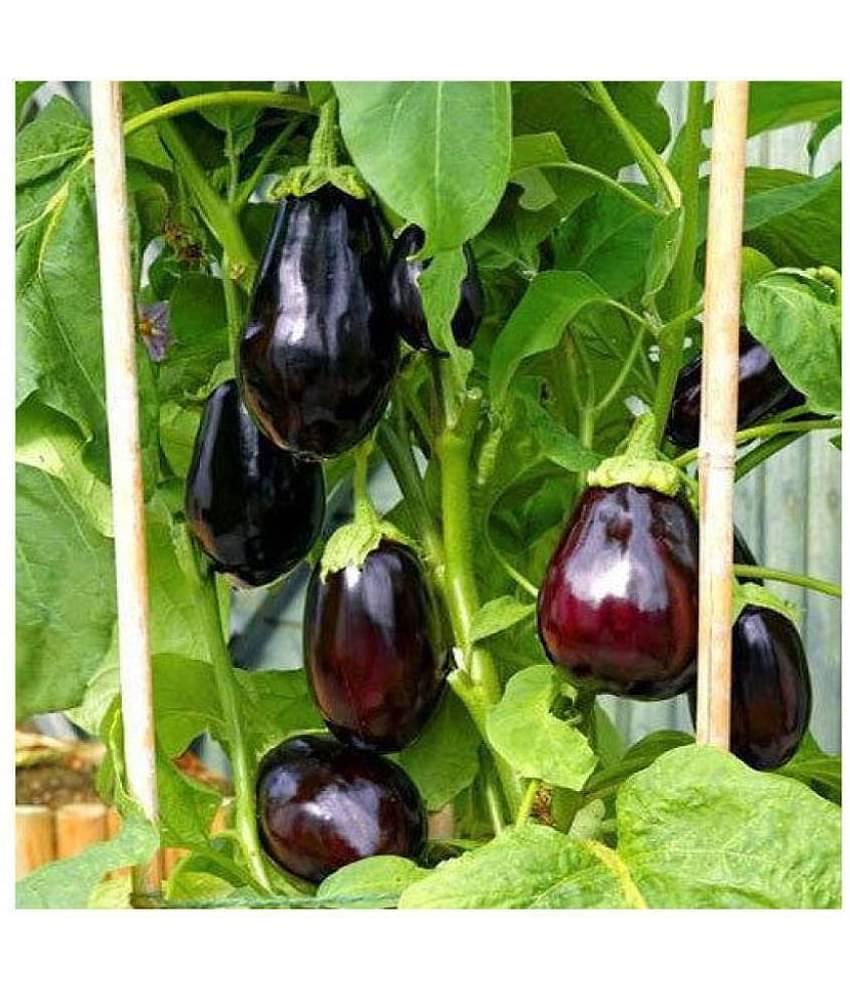 Rich Organics Gardens Brinjal Black Beauty Hybrid, 100 Seeds