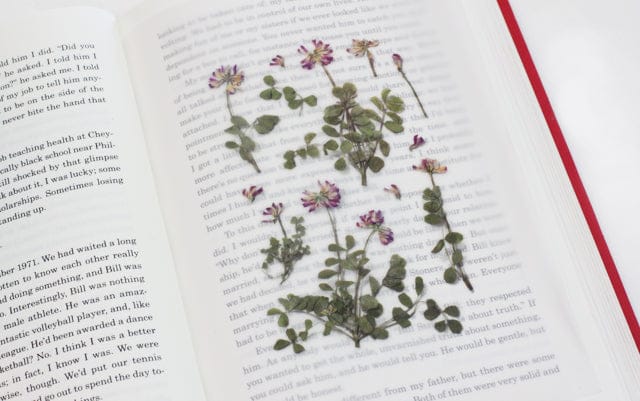 Appree Pressed flower sticker - Astragalus Sinicus