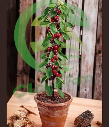 Cloud Farm Outdoor Fruit Plant ( Pack of 1 )