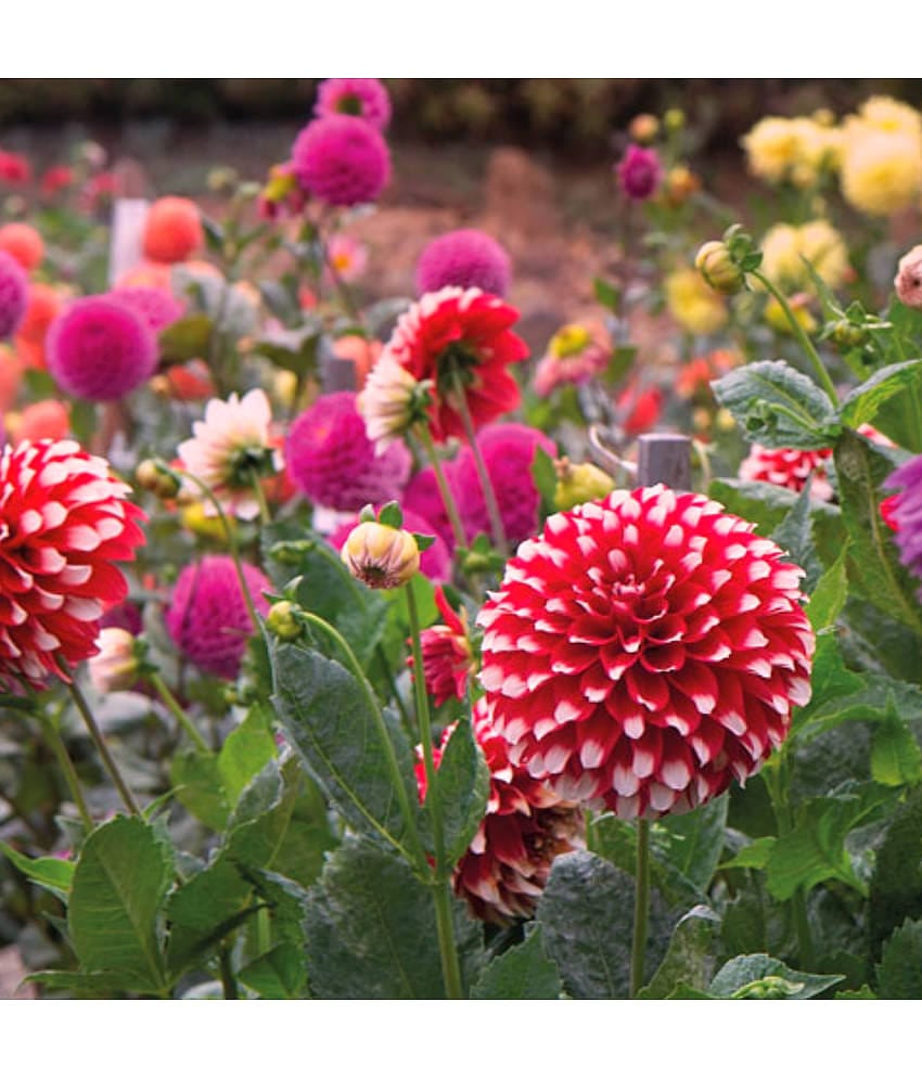 HN organic seed - Dahlia Mixed Flower ( 25 Seeds )
