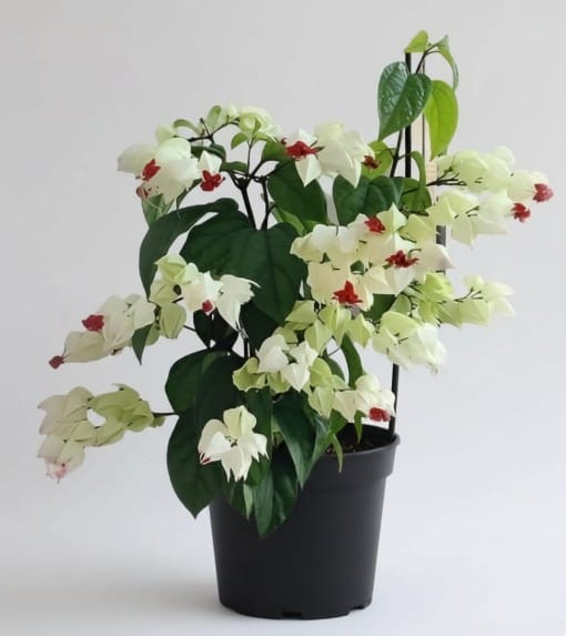 Clerodendrum spp.