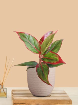 Aglaonema Red Lipstick (Small) in Eco Pot Aglaonema Red Lipstick (Small) in Eco Pot