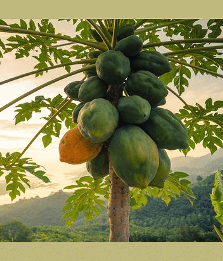 Taiwan Red Lady 786 F1 Hybrid Papaya (Papita Ke Beej) Fruit Seeds Pack Of 25 for Planting in Home Kitchen Terrace Balcony Gardening