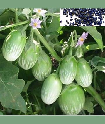 homeagro - Brinjal Vegetable ( 50 Seeds )