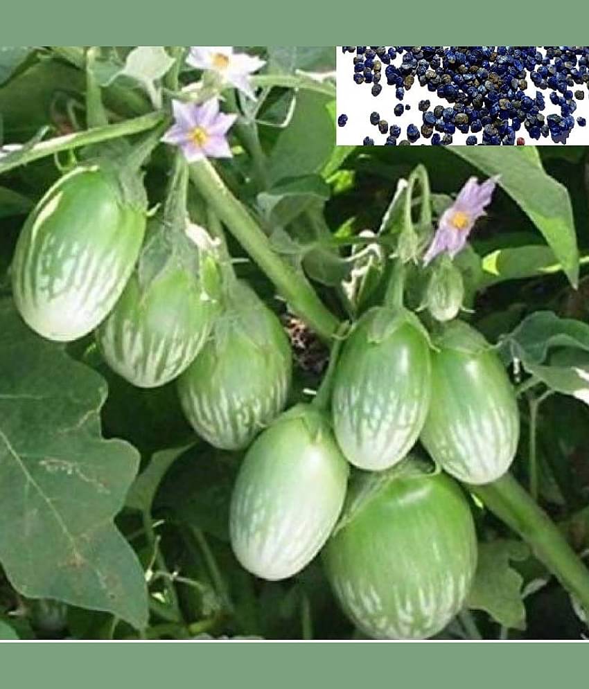 homeagro - Brinjal Vegetable ( 50 Seeds )
