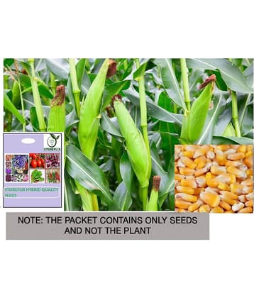 STOREFLIX Corn Vegetable ( 50 Seeds )