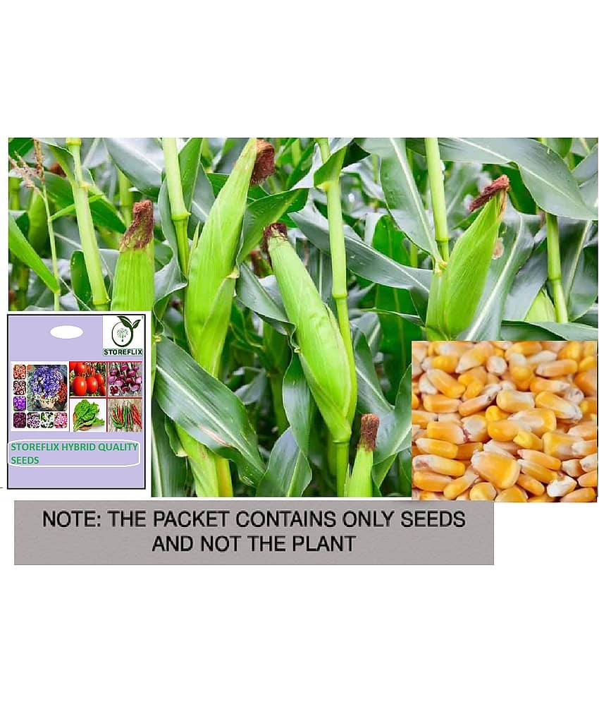 STOREFLIX Corn Vegetable ( 50 Seeds )