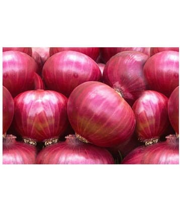 Raunak Seeds Onion Super Nasik Improved Red