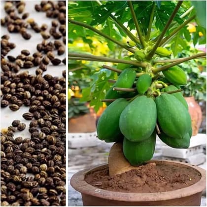 Hybrid Papaya Seeds 95% Germination Good Qulity Seed Pack Of 20 Hybrid Papaya Seeds 95% Germination Good Qulity Seed Pack Of 20