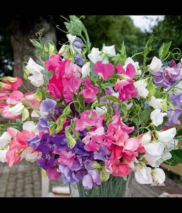 Sweet Pea Mixed Colour Flower F1 Hybrid Seeds Good Germinetion (PL-SEEDS 20)