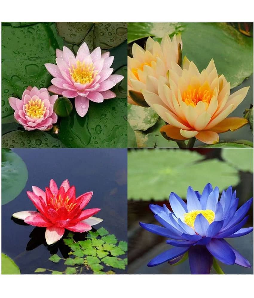 Lotus Flower Mixed  4 Colour Seeds - 10 seed - Suitable for Home and Garden + Instruction Manual