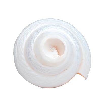 MAYAPURI Vamavarti Engraved Design Loud Blowing Shankh for Pooja Original (White, Weight 250-300g)